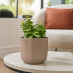 Indoor Jade Plant with Textured Pot