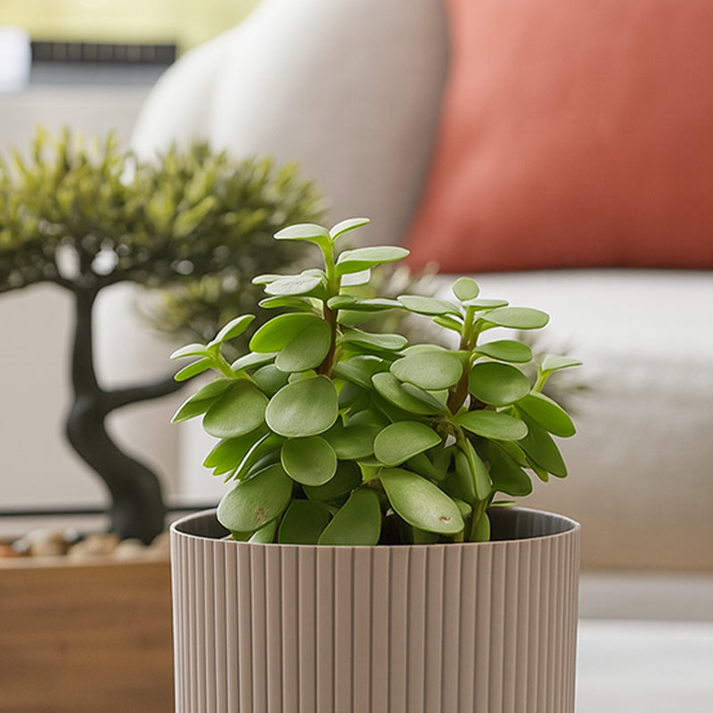 Indoor Jade Plant with Textured Pot